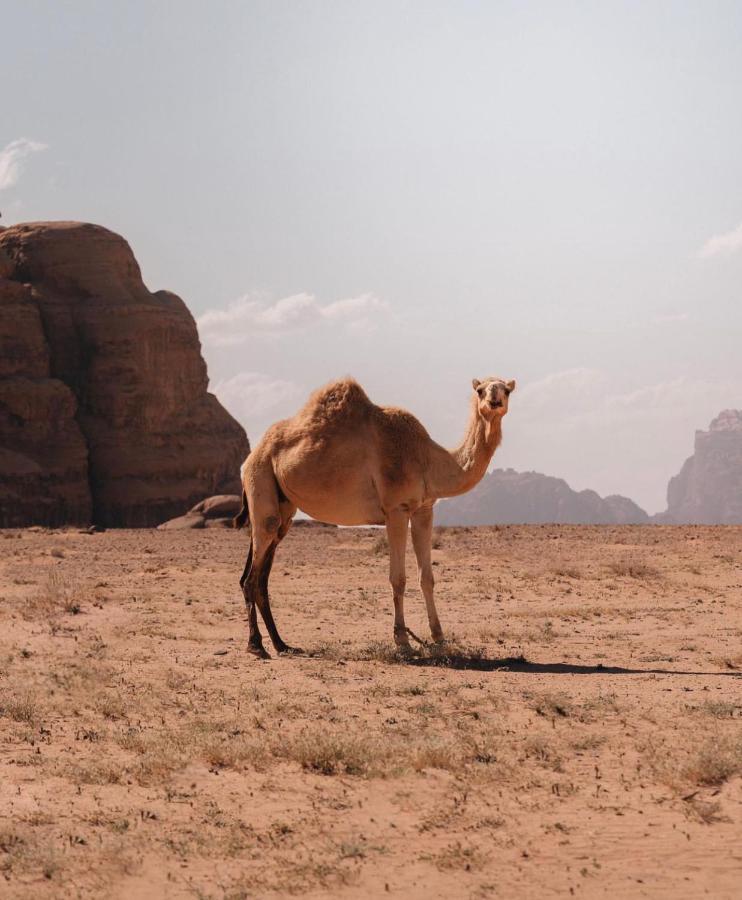 Rum Crystal Luxury Camp Wadi Rum Buitenkant foto
